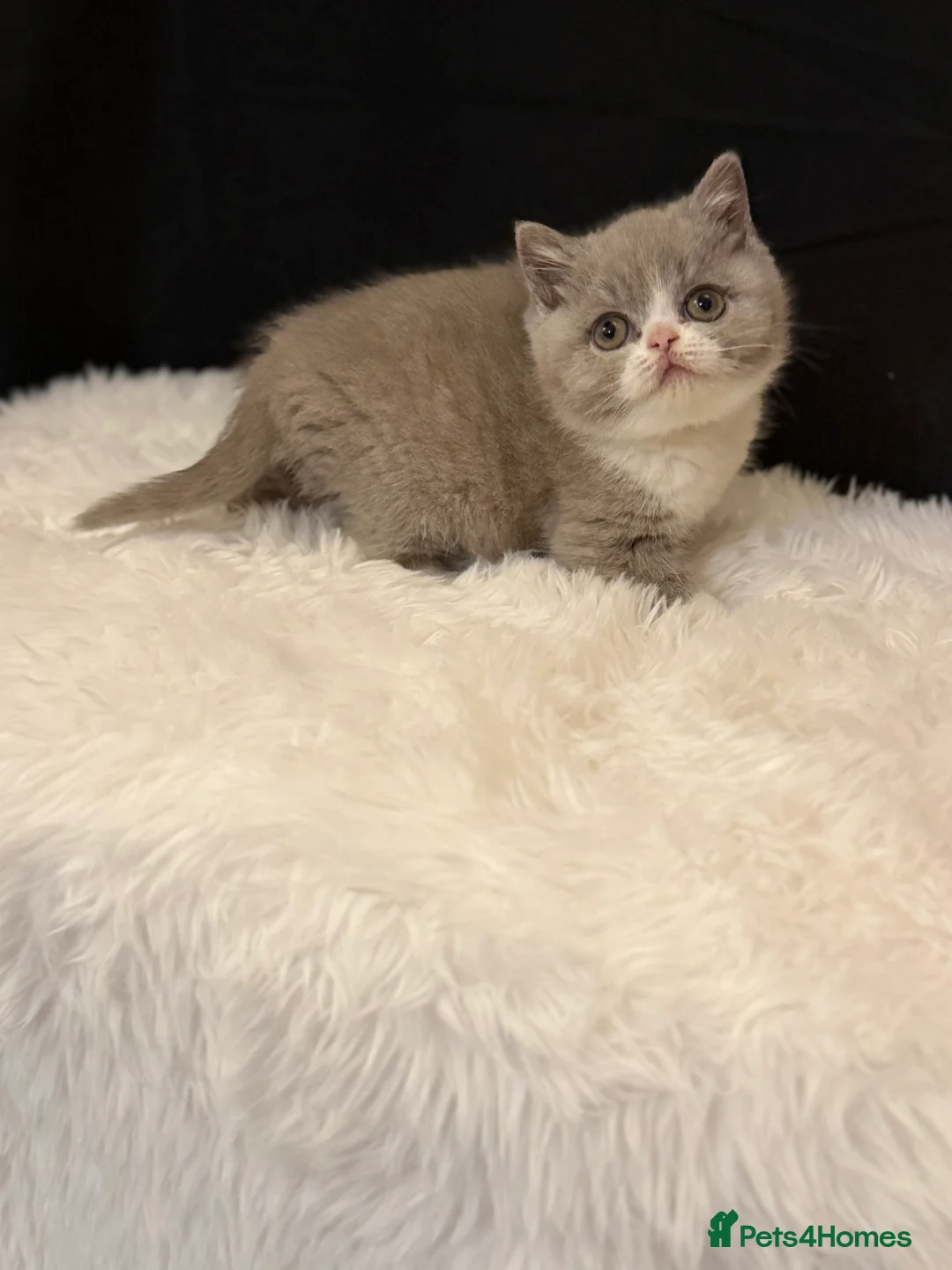 British Shorthair cats for sale: Full Pedigree Registered BSH  - Advert 18