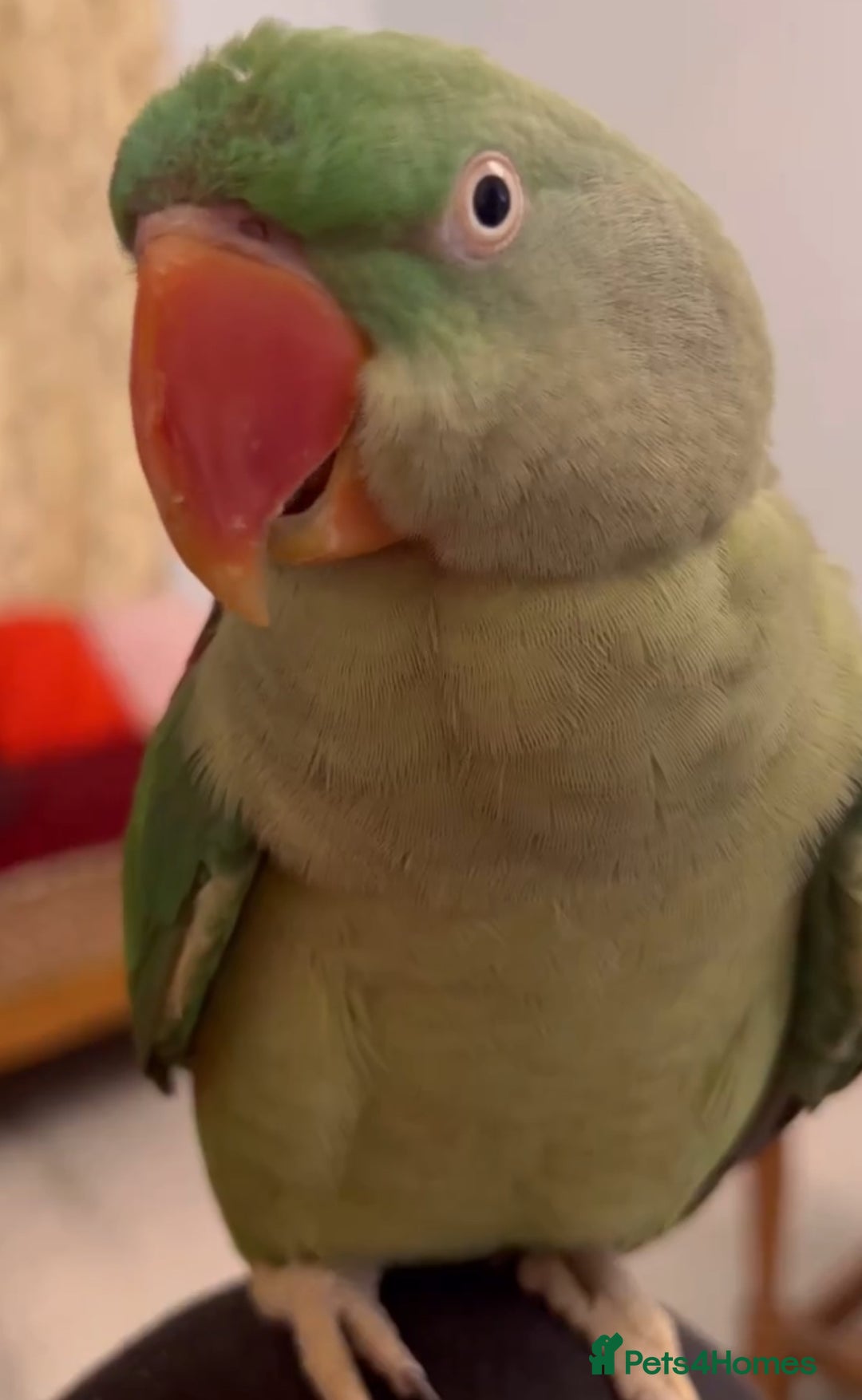 Parrots birds for sale: Baby tamed alexandrine talking parrot  - Advert 4