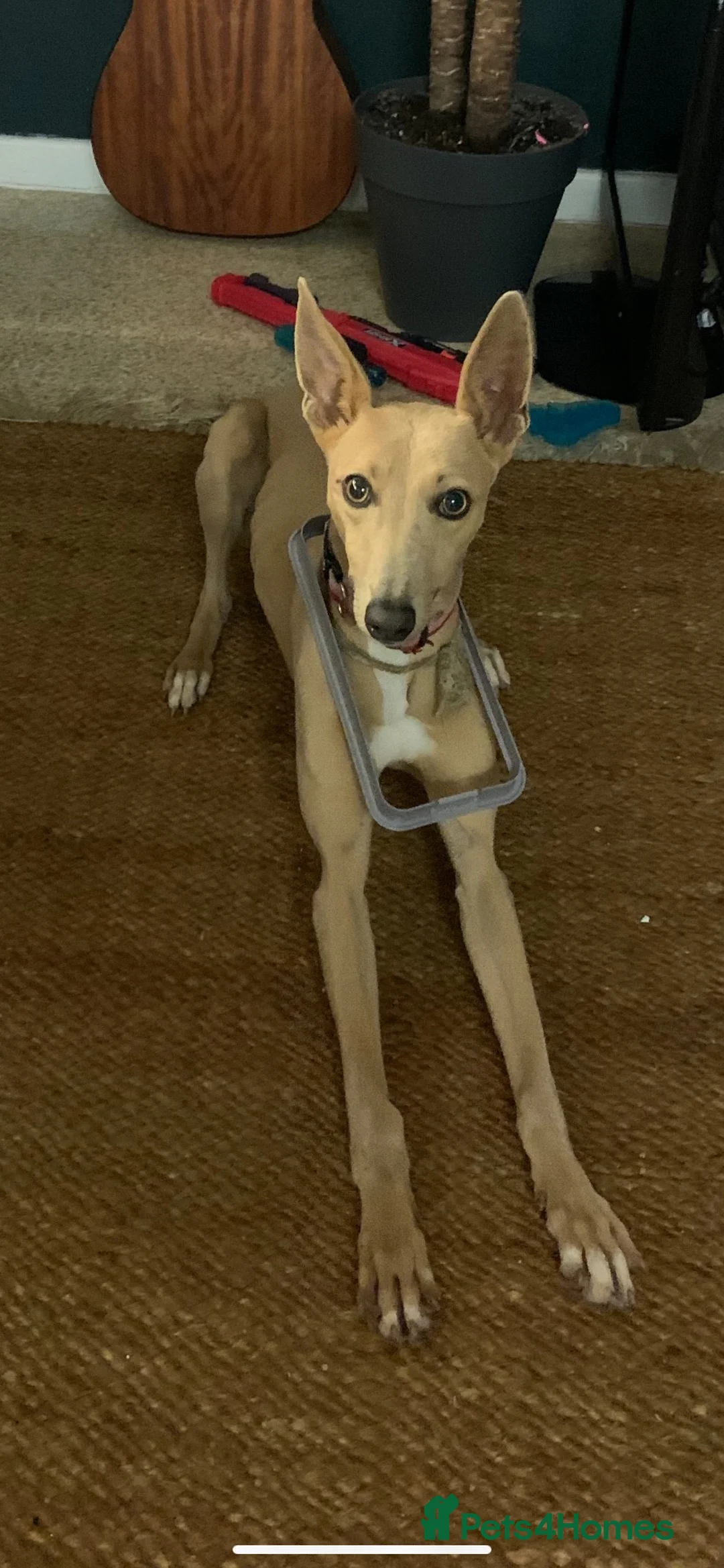 Lurcher dogs for sale: Indie & Murphy’s Love Story – The Next Chapter 🐾 - Advert 19