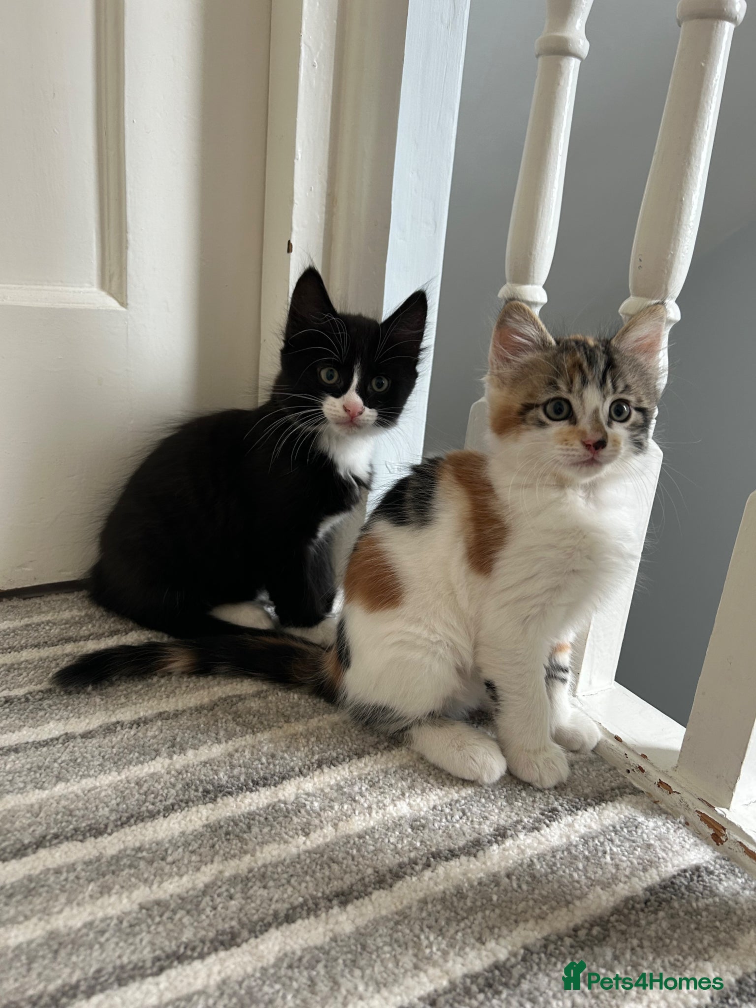 Mixed Breed cats for sale: Three sweet fluffy kittens - Advert 2