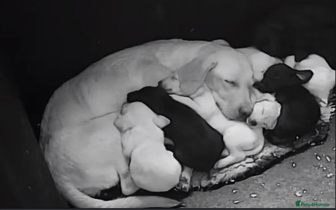 Labrador Retriever dogs for stud: Health Tested Working Labrador Retriever For Stud in Burton-on-Trent - Advert 16