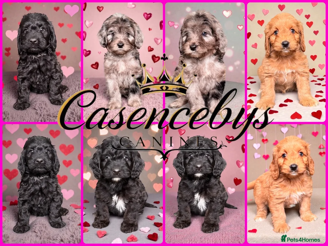 Cockapoo dogs for sale: 🐶THE MOST PERFECT DNA CLEAR MINI F1 COCKAPOOS🐶 - Advert 7