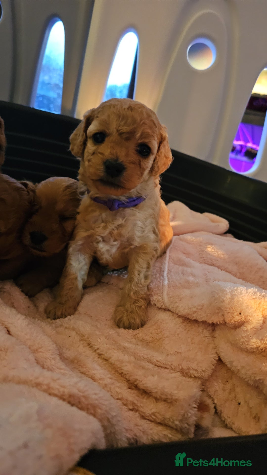 Cavapoo dogs for sale: Gorgeous Little Cavapoo Puppy  - Advert 15