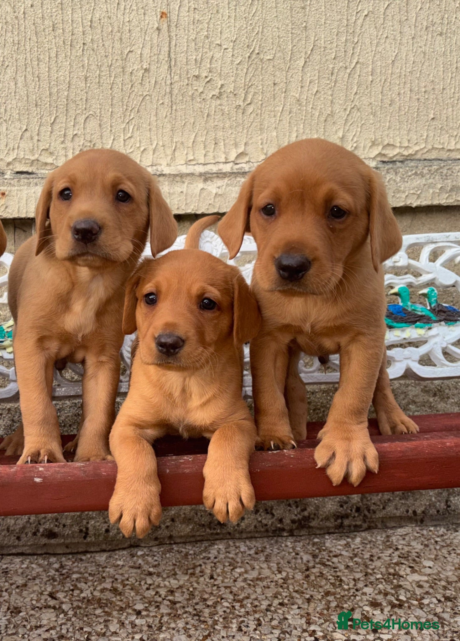 Labrador Retriever dogs 3 Fox Red Labrador Puppies - Advert 1