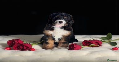 Bernedoodle dogs - Advert 12