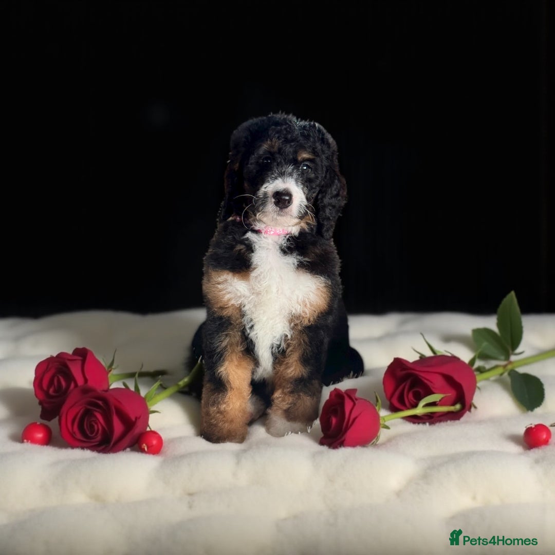 Bernedoodle dogs for sale: 6 medium f1 bernedoodle puppies for sale  - Image 1