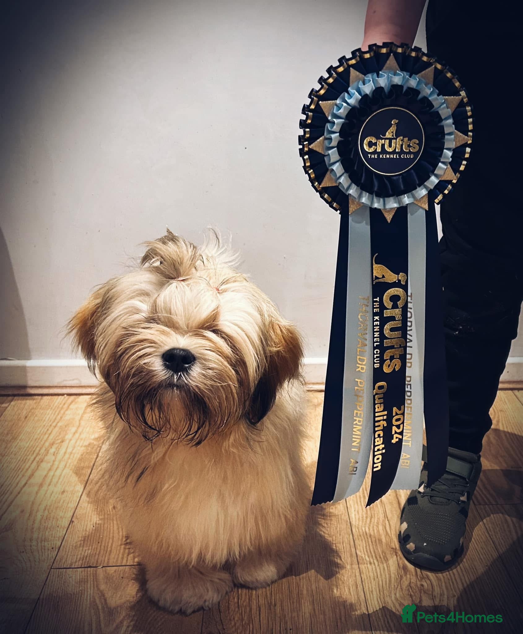 Lhasa Apso dogs for stud: Kc registered Lhasa for Stud  - Advert 7