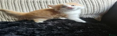 Mixed Breed Kitten 5