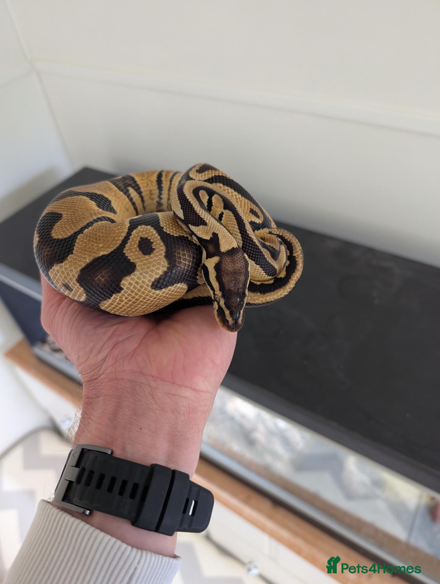 Snake reptiles Royal Ball python for sale  - Advert 5