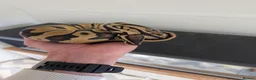 Snake reptiles for sale: Royal Ball python for sale  in Poole - Advert 1
