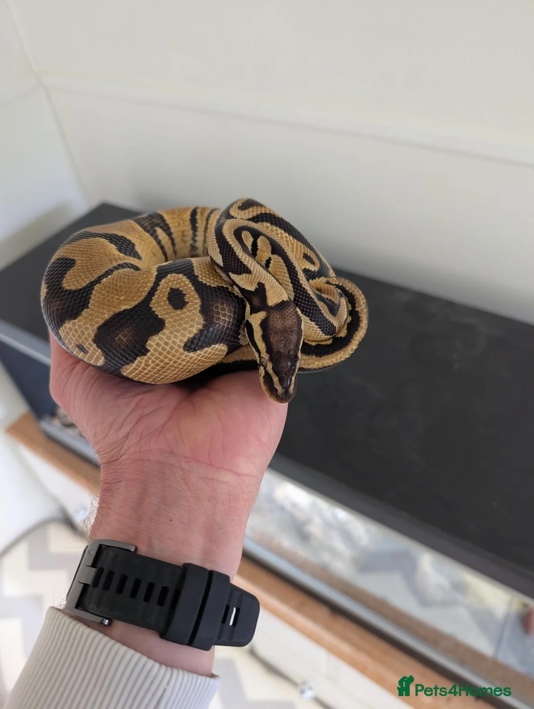 Snake reptiles for sale: Royal Ball python for sale  in Poole - Advert 1