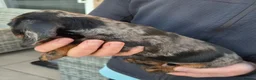 Dachshund dogs for sale: KC Wirehaired standard Dachshund puppies - Advert 28
