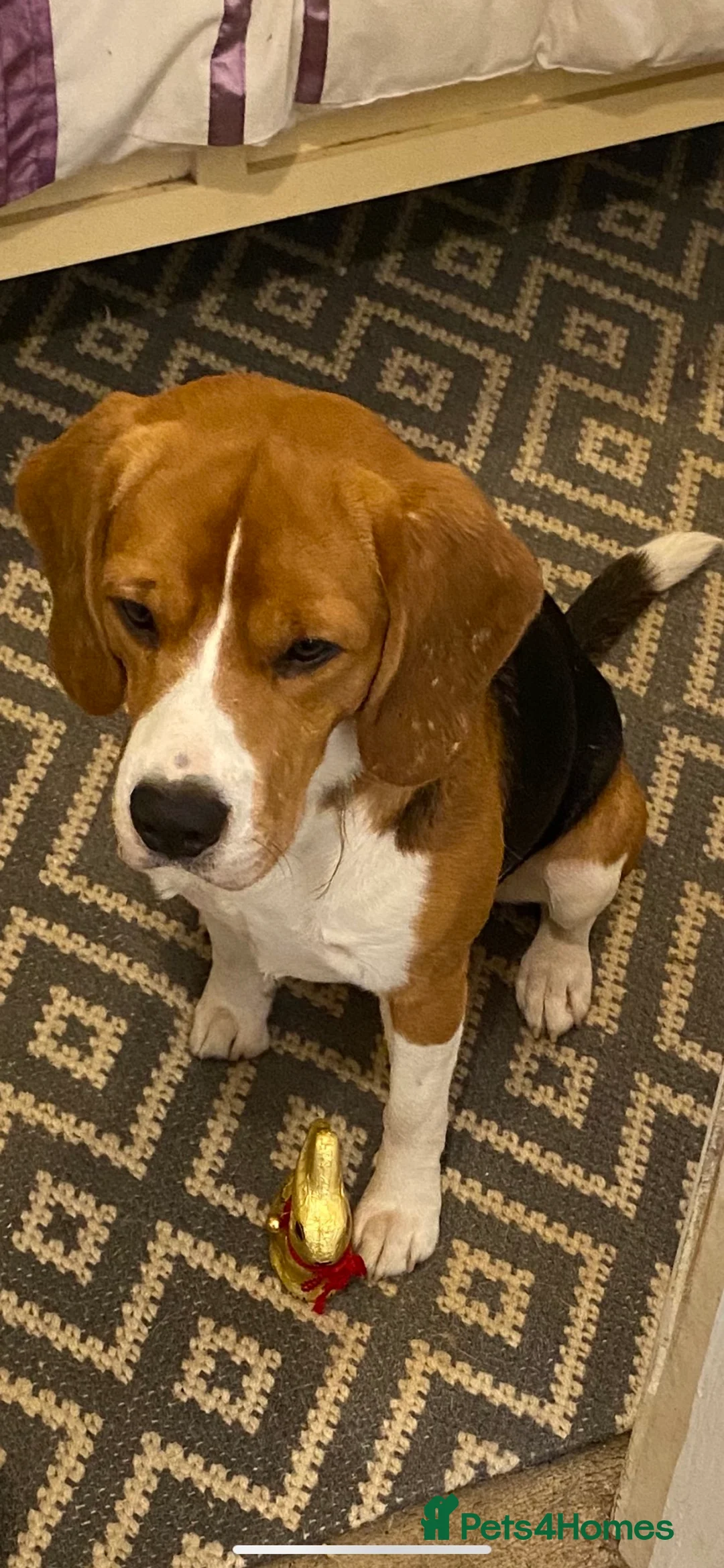 Beagle dogs for stud: KC registered Beagle stud in West Malling - Advert 5