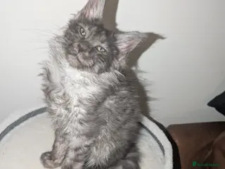 Maine Coon cats Mainecoon kittens - Advert 1