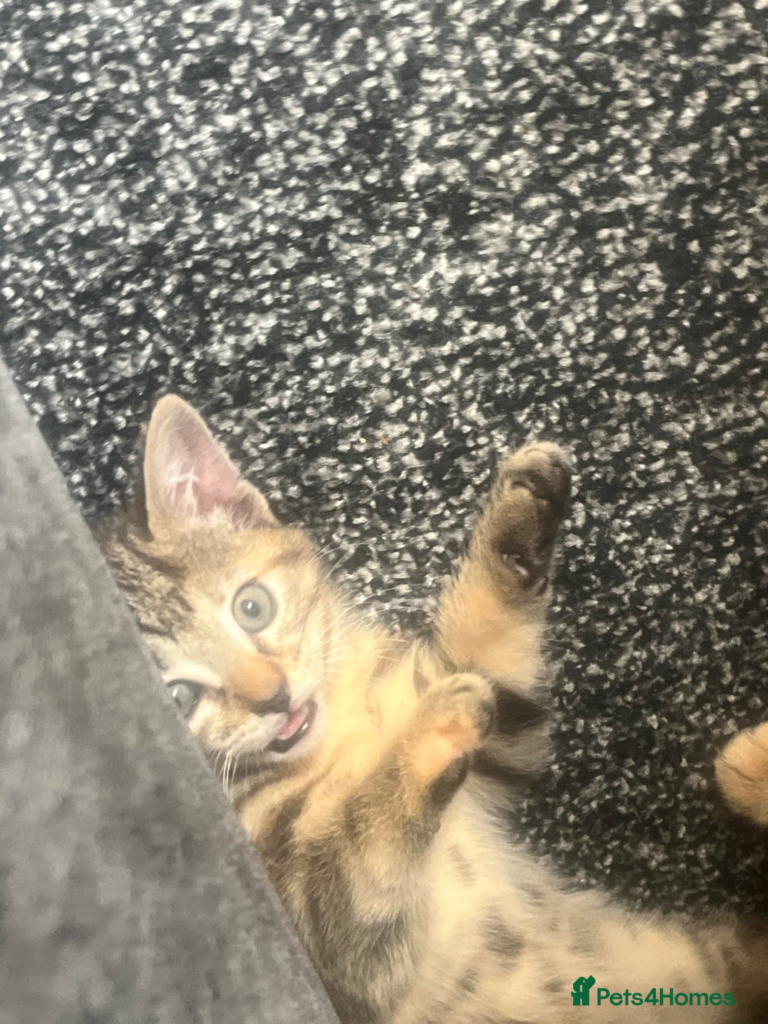 Mixed Breed cats 2 kittens 1 male 1 female  - Advert 1