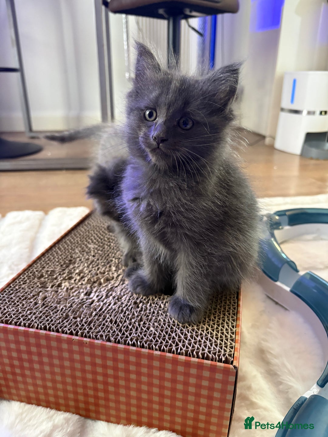 Ragcoon cats for sale: 2 x female Ragcoons - ready to leave - Advert 6