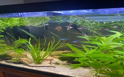 Other/Mixed Breed fish for sale: 180L tropical set up  - Image 5