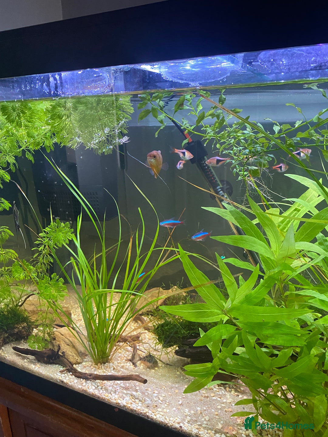 Other/Mixed Breed fish for sale: 180L tropical set up  - Image 5