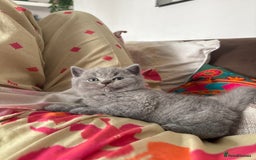 British Shorthair cats for sale: GCCF champion bloodline BSH blue kittens.  - Image 1