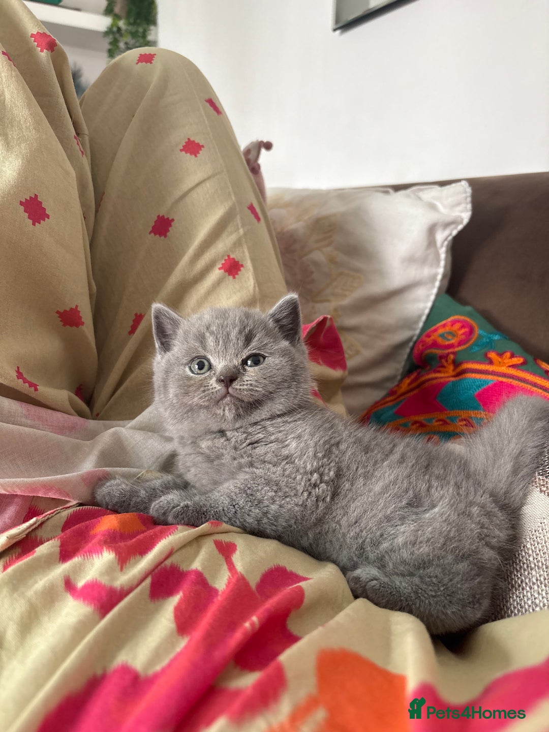 British Shorthair cats for sale: GCCF champion bloodline BSH blue kittens.  - Image 1