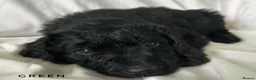 Newfypoo dogs for sale: 8 Beautiful F1 Newfypoo Puppies  - Advert 5
