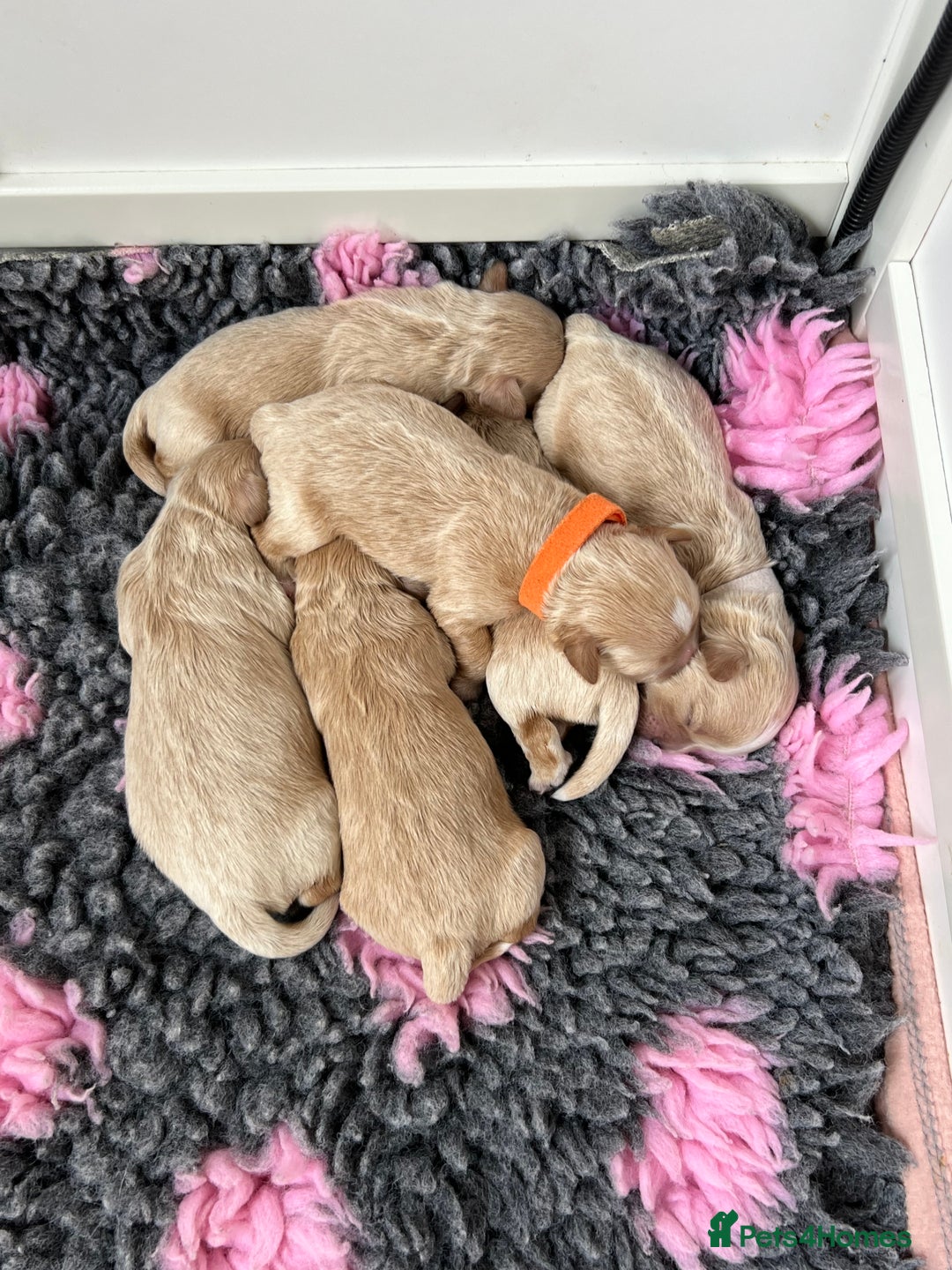 Shihpoo dogs for sale: Shihpoo puppies looking for homes - Image 5