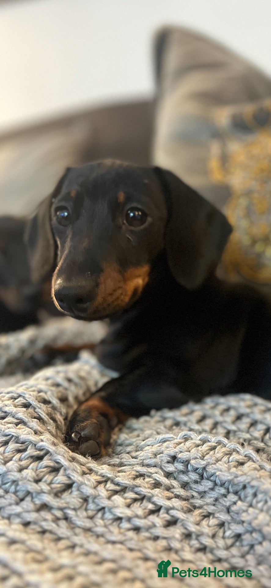 Dachshund dogs Beautiful puppy, ready to go miniature dachshund. - Advert 15