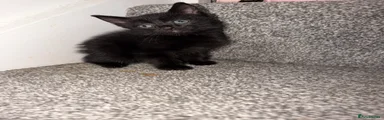 British Shorthair 2