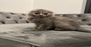 Scottish Fold cats - Advert 15