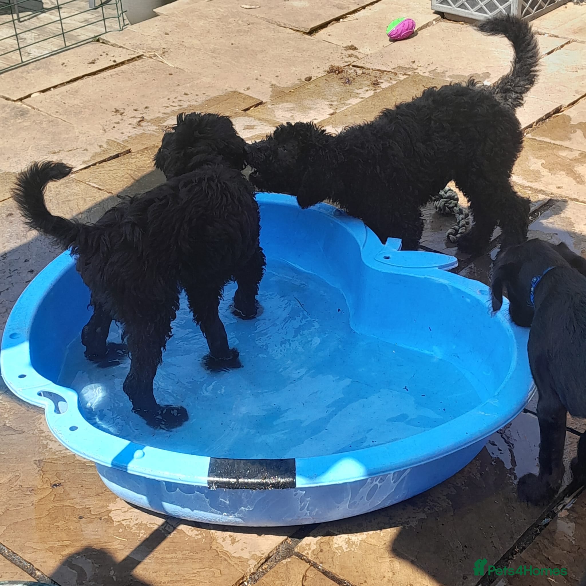 Goldendoodle dogs GORGEOUS GOLDENDOODLE  PUPPIES READY FOR NEW HOMES - Advert 1