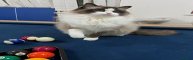 Ragdoll 1