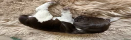 German Shorthaired Pointer dogs for sale: Litter of nine family raised GSPs  - Advert 22