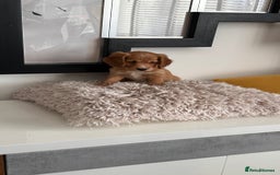 Mixed Breed dogs for sale: Adorable f2B Cockapoos  - Advert 5