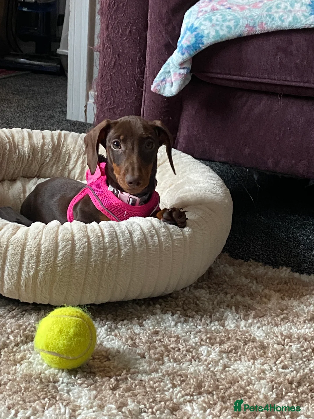 Miniature Dachshund dogs for sale: Female Miniature dachshund for sale - Advert 3