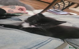 Mixed Breed cats for sale: Mixed maincoons  - Advert 6