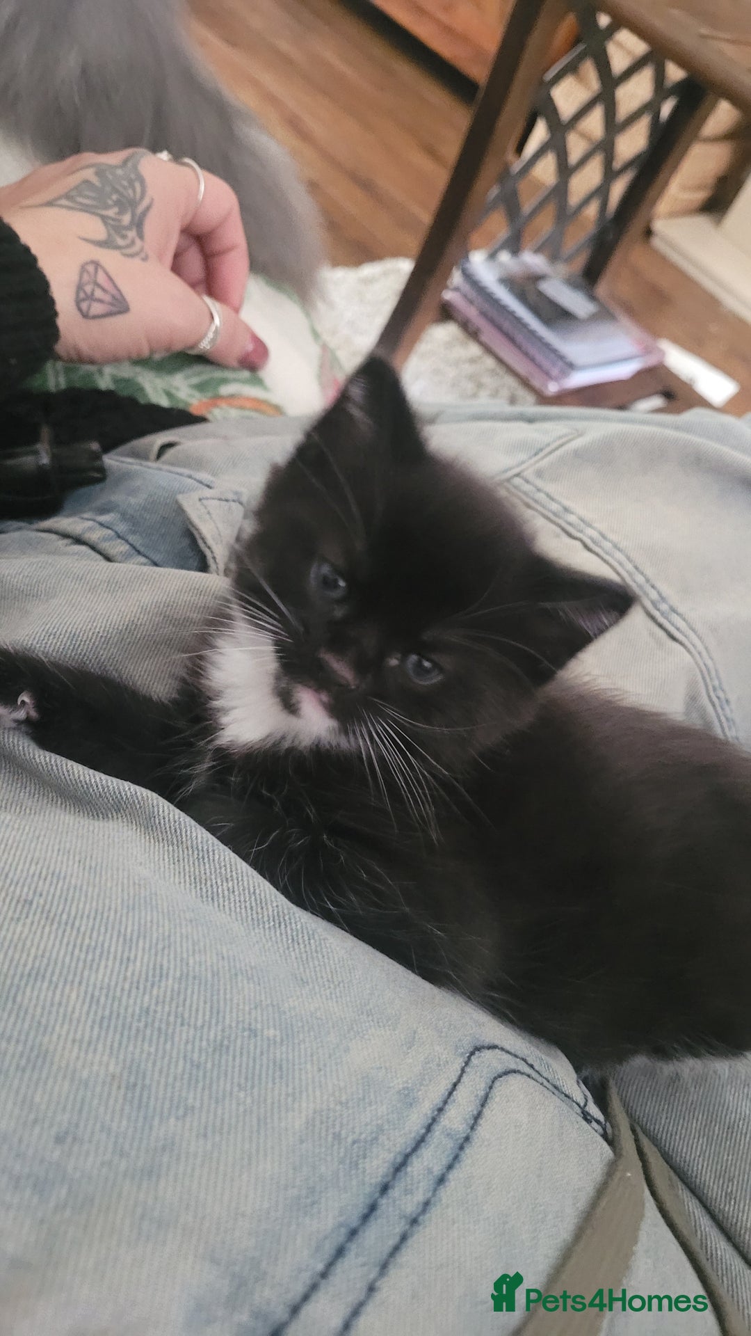 Mixed Breed cats for sale: Mixed maincoons  - Advert 6