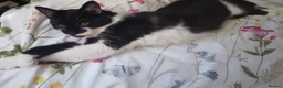 Mixed Breed cats for sale: Tash and stinky  - Advert 2
