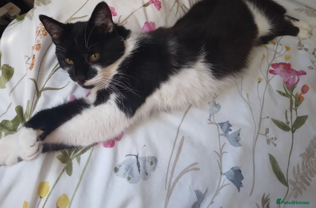 Mixed Breed cats for sale: Tash and stinky  - Advert 2