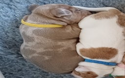 Jack Russell dogs for sale: Lilac Merle jack russell boy - Image 8