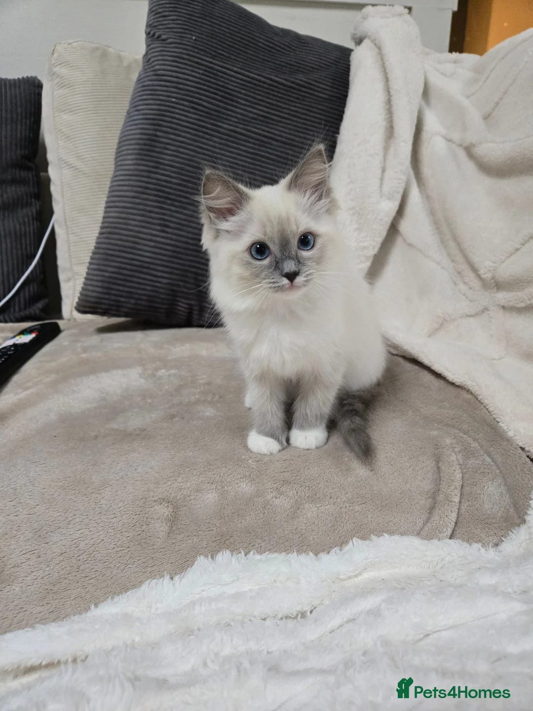 Ragdoll cats for sale: Beautiful mitted bluepoint ragdolls - Advert 1