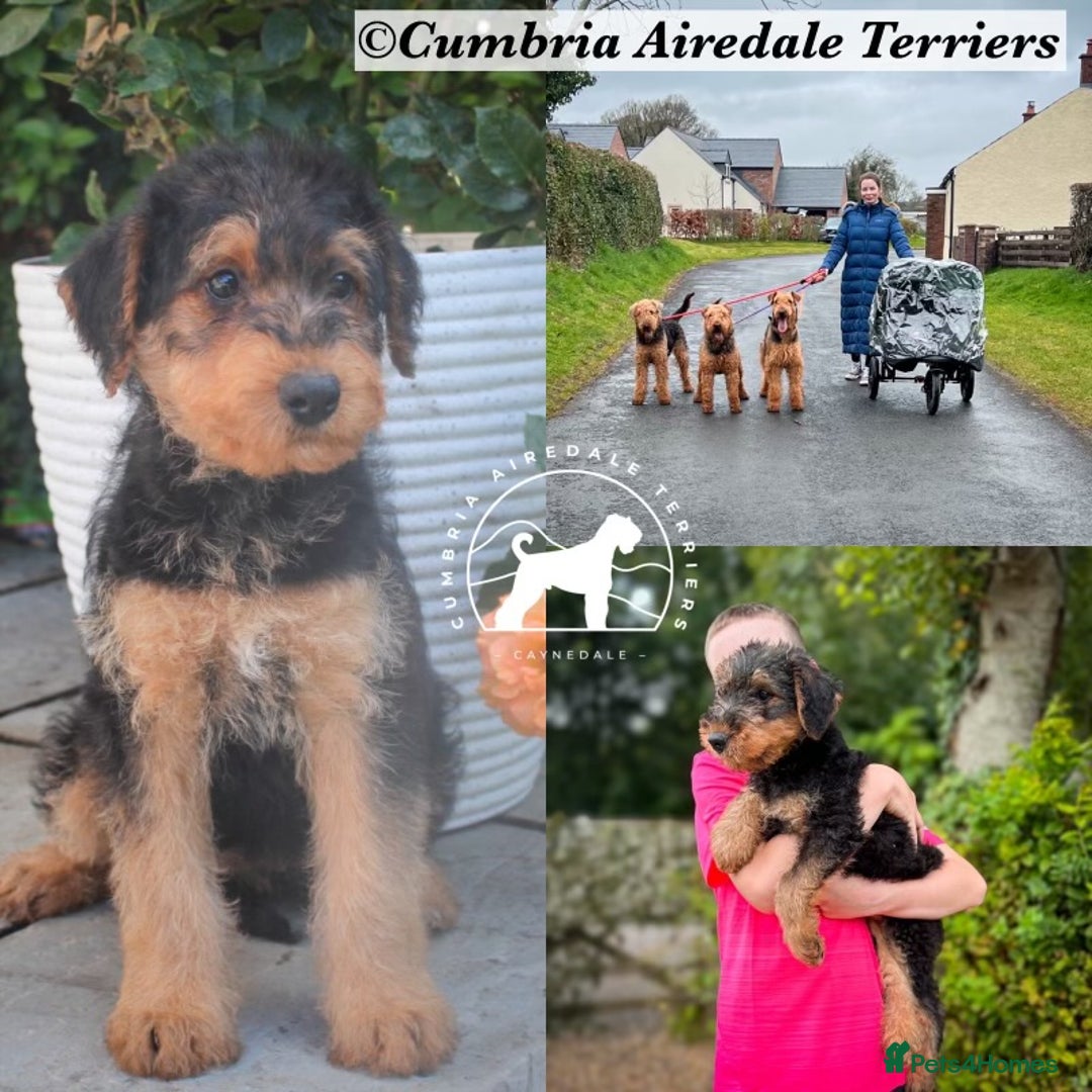 Airedale Terrier dogs for sale: ⭐️ AIREDALE TERRIERS WAITLIST ⭐️ - Advert 1