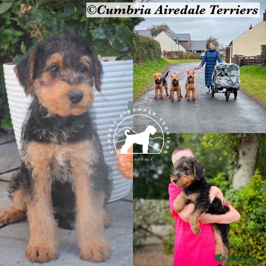 Airedale Terrier dogs for sale: ⭐️ AIREDALE TERRIERS WAITLIST ⭐️ - Advert 1