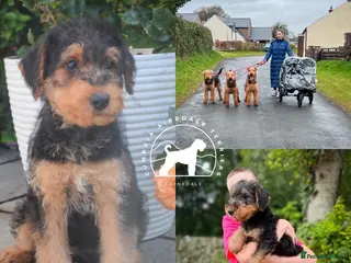 Airedale Terrier dogs ⭐️ AIREDALE TERRIERS WAITLIST ⭐️ - Advert 2
