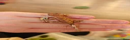 Gecko reptiles for sale: Unsexed baby crested geckos - Advert 14