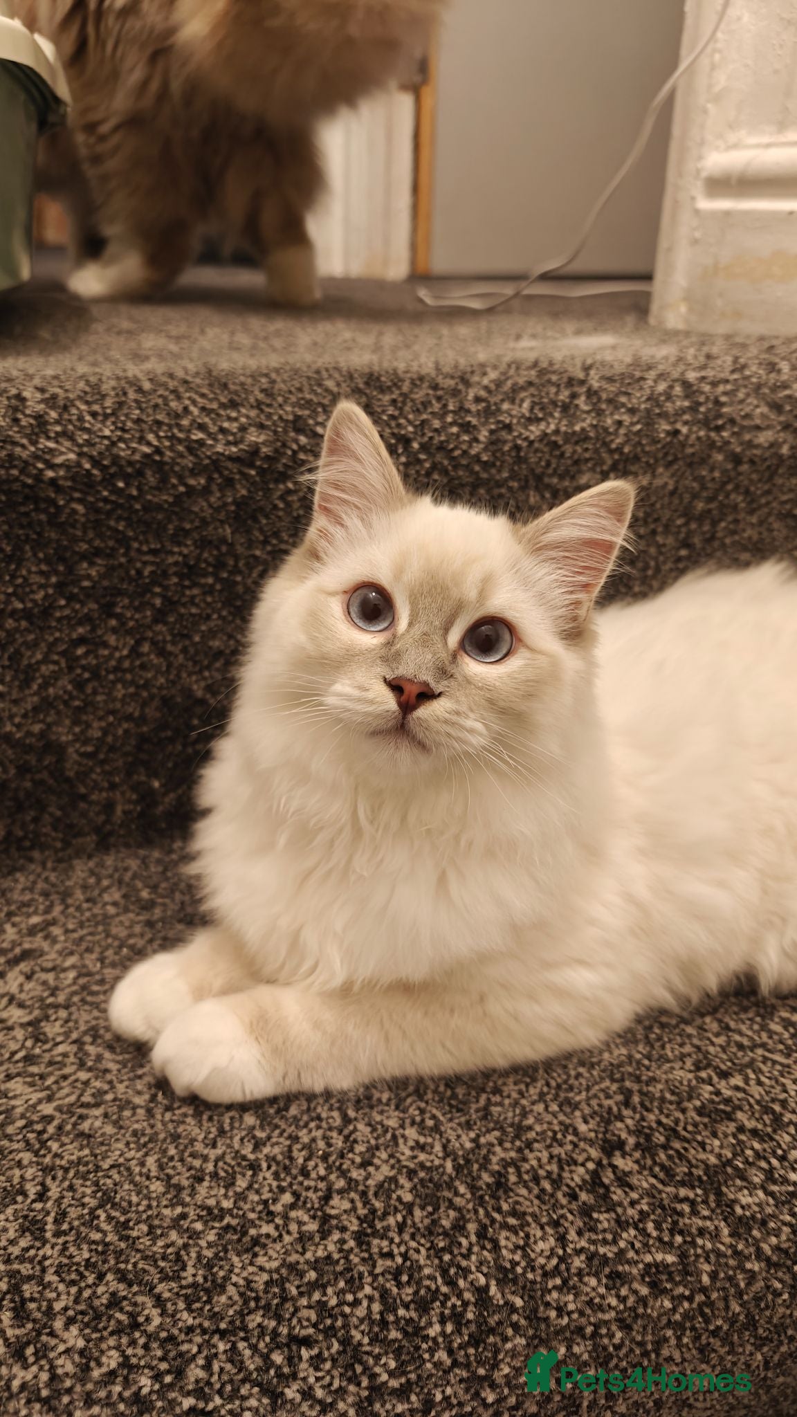 Ragdoll cats Ragdoll Lilac Lynx Kitten - Advert 5