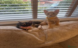 Domestic Shorthair cats for sale: Pumpkin 🎃 & Maple 🍁  - Image 1