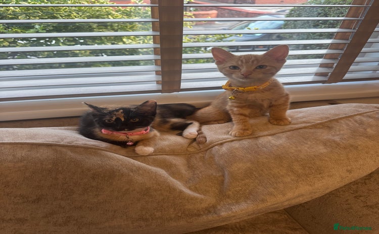 Domestic Shorthair cats - Advert 14
