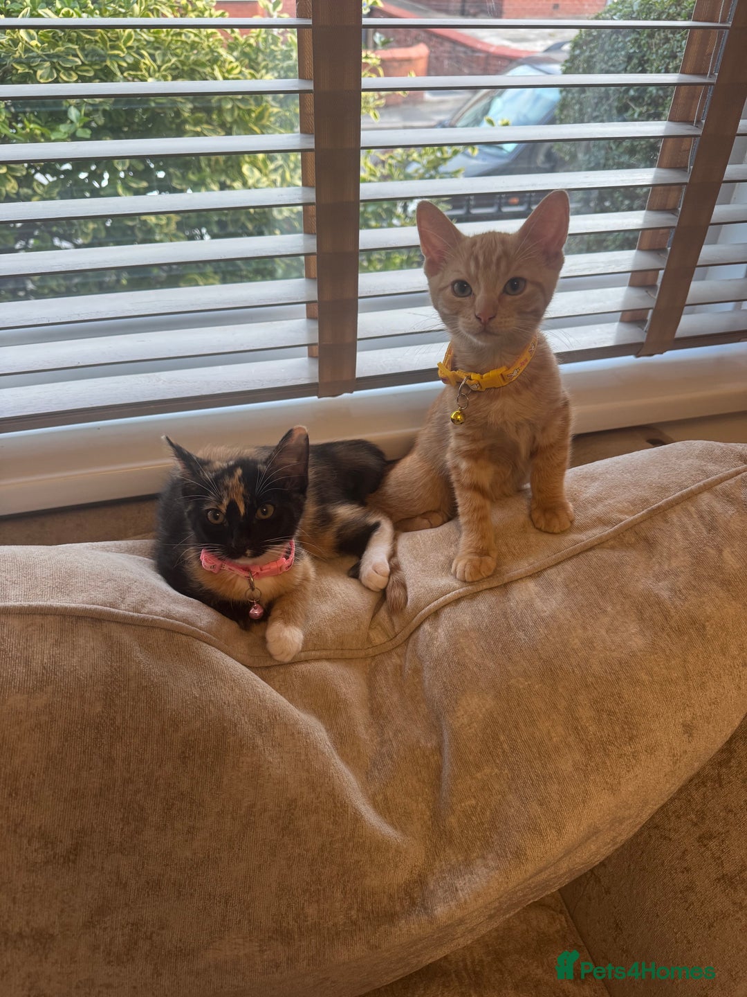 Domestic Shorthair cats for sale: Pumpkin 🎃 & Maple 🍁  - Image 1
