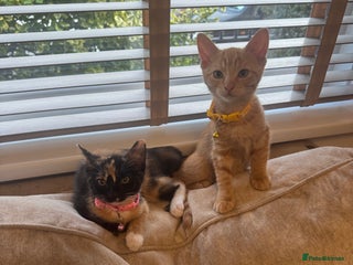 Domestic Shorthair cats - Advert 42