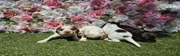 Cocker Spaniel dogs for sale: KC registered show type cocker spaniels  - Advert 9